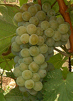 Bunch of Sauvignon