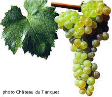 Bunch of Ugni Blanc