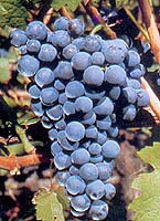 Bunch of Carménère