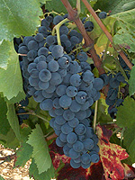 Grappe de Carignan