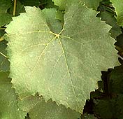 Feuille de Chardonnay