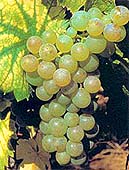 Grappe de Chardonnay