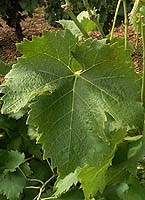 Feuille de Frankenthal