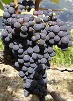 Feuille de FuÃ«lla nera