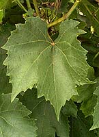 Feuille de Gaillard 2