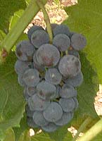 Grappe de Gaillard 2