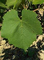 Feuille de Gamay de Bouze