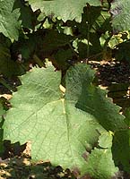 Feuille de Gamay Fr&eacute;aux