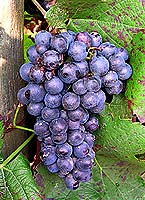Grappe de Gamay Fr&eacute;aux