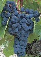 Grappe de Grand noir de la Calmette