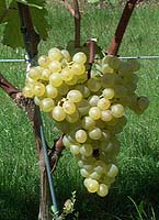 Grappe de Len de l'el