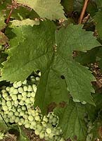 Feuille de M&eacute;rille