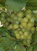 Grappe de Perle de Csaba