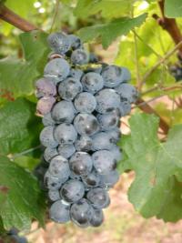 Grappe de Pinotage