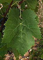 Feuille de Plant droit