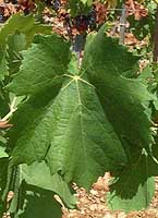 Feuille de Rosé du Var