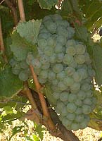 Grappe de Chenin