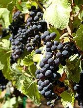 Grappe de Zinfandel