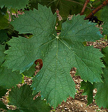 Feuille de Cinsaut