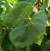 Feuille de Gamay