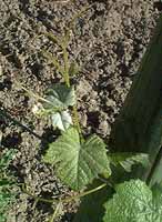 Feuille de Gewürztraminer