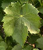 Feuille de Grenache