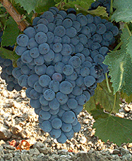 Grappe de Grenache Noir