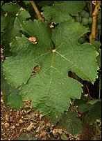 Feuille de Jurançon