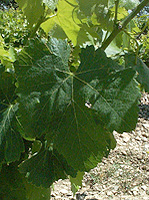 Feuille de Lledoner Pelut