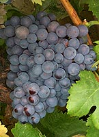 Grappe de Lledoner Pelut