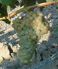 Grappe de Macabeu