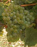 Grappe de Mauzac