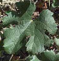 Feuille de Merlot