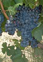 Grappe de Merlot