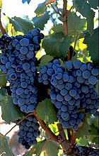 Grappe de Mourvèdre