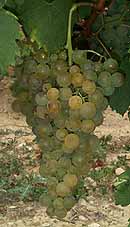 Grappe de Muscadelle
