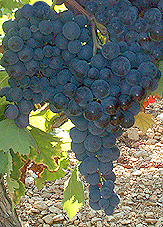 Grappe de Muscat de Hambourg