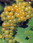 Grappe de Muscat Ottonel