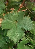 Feuille de Pineau d'Aunis