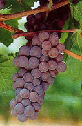 Grappe de Pinot Gris