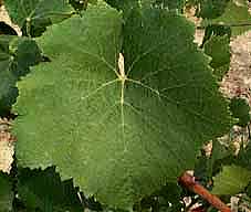 Feuille de Pinot Noir