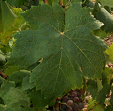 Feuille de Piquepoul