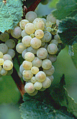 Grappe de Riesling