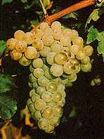 Grappe de Tourbat Blanc