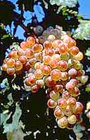 Grappe de Tourbat Rose