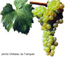 Grappe d'Ugni Blanc