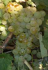 Grappe de Vermentino