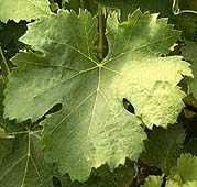 Feuille de Viognier