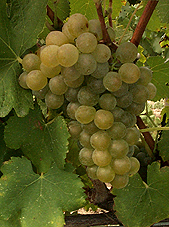 Grappe de Viognier