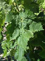 Feuille de Carignan